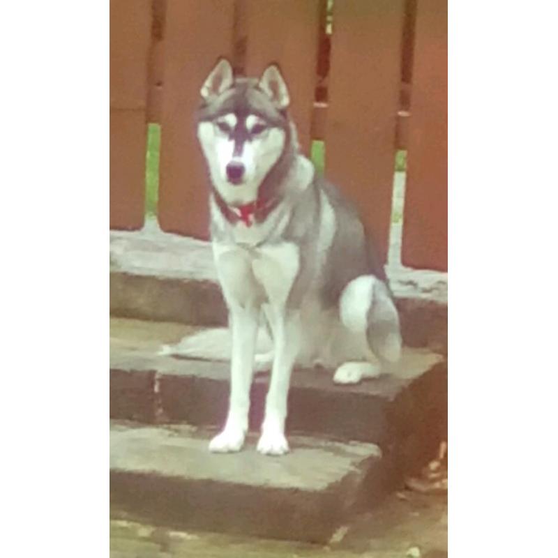 Siberian husky female pup