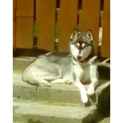 Siberian husky female pup