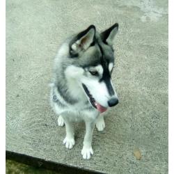 Siberian husky female pup