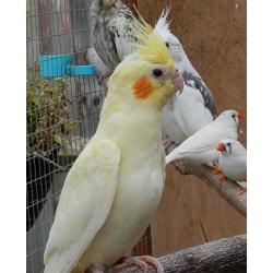 Beautiful Lutino baby cockatiel for sale