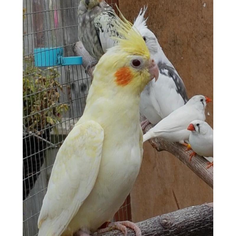 Beautiful Lutino baby cockatiel for sale