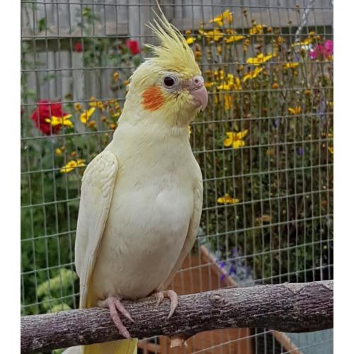 Beautiful Lutino baby cockatiel for sale