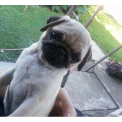 Pug puppies