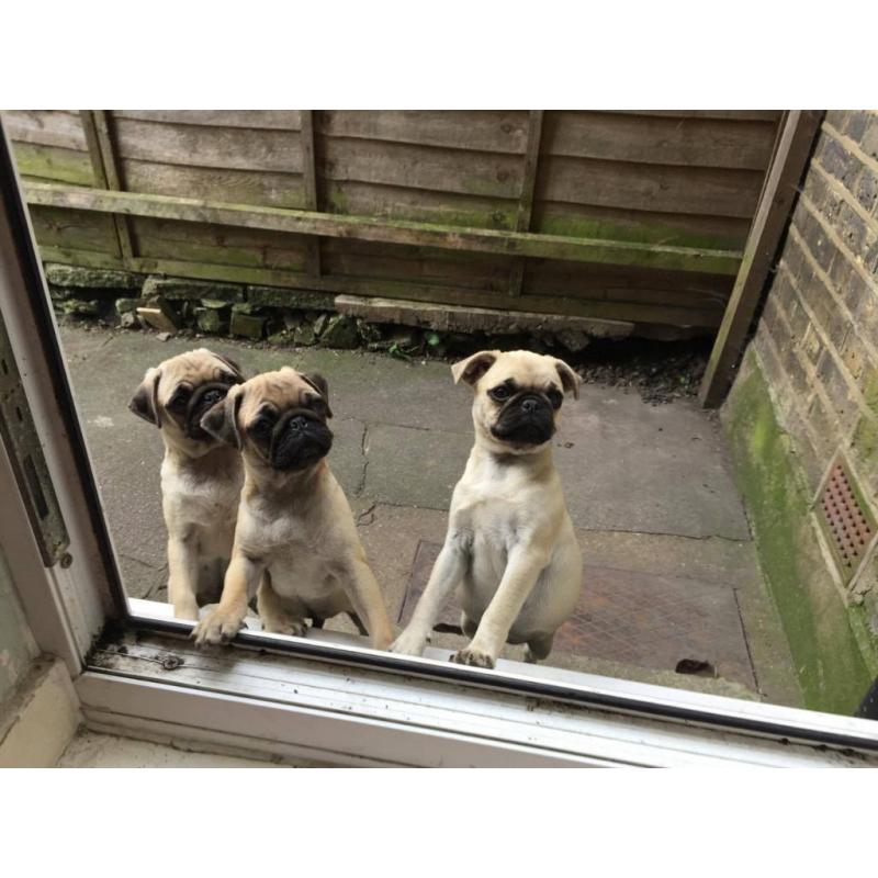 Pug puppies
