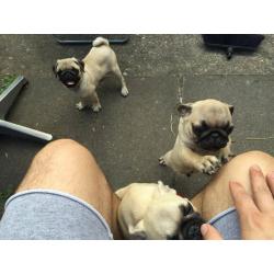 Pug puppies
