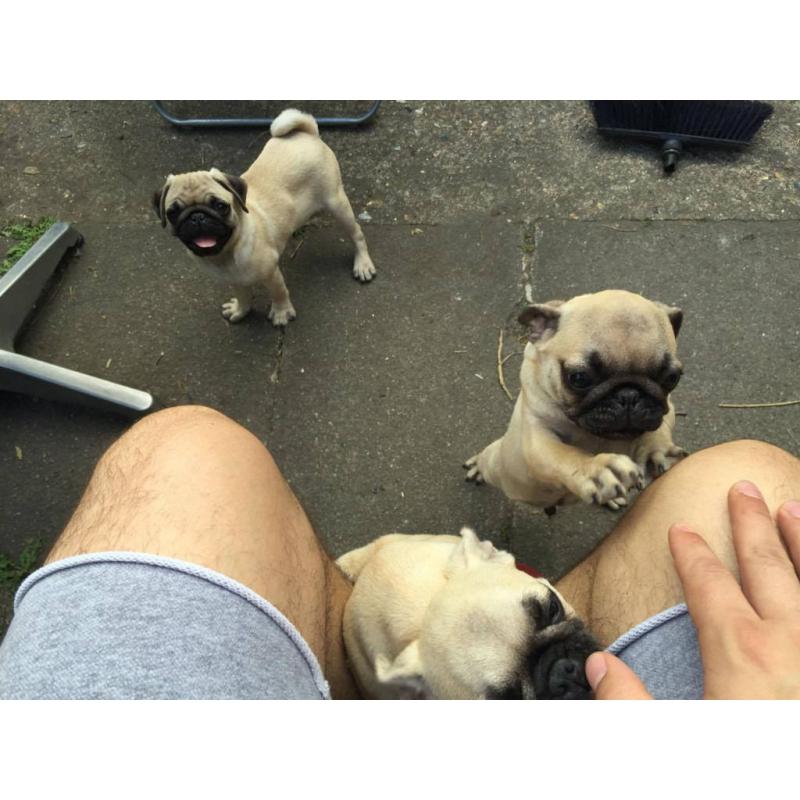 Pug puppies