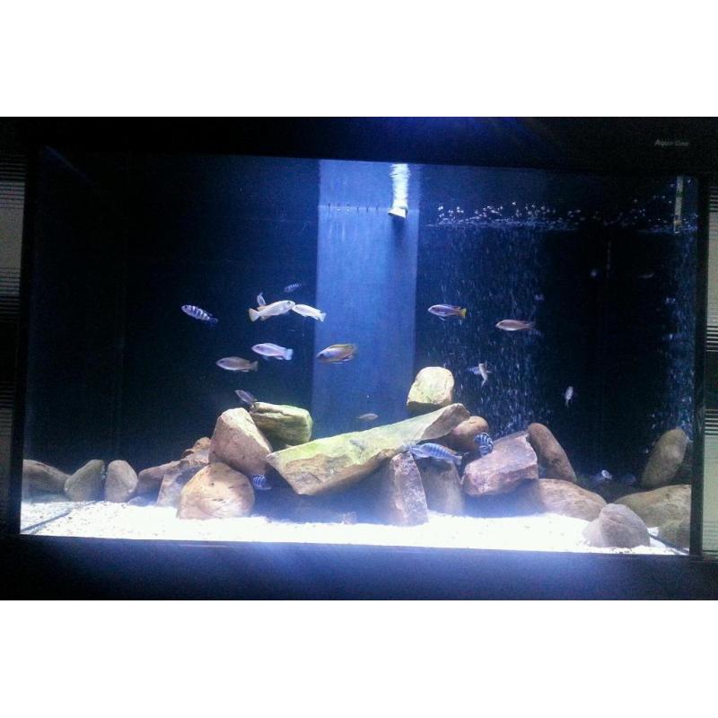 Aqua one 390ltrs sumpd tank