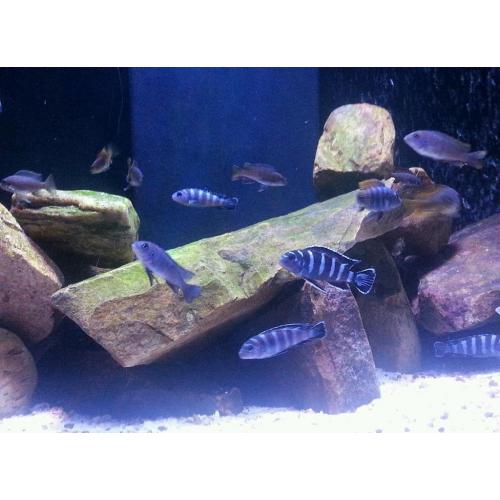 Aqua one 390ltrs sumpd tank