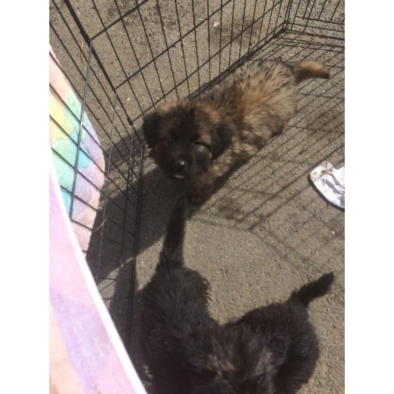 German shepherd sable dog