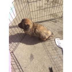 German shepherd sable dog