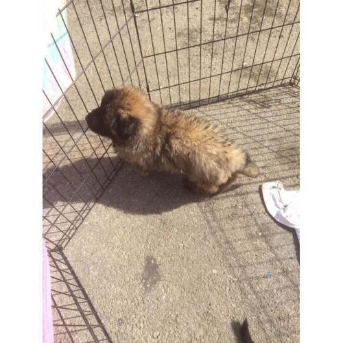 German shepherd sable dog