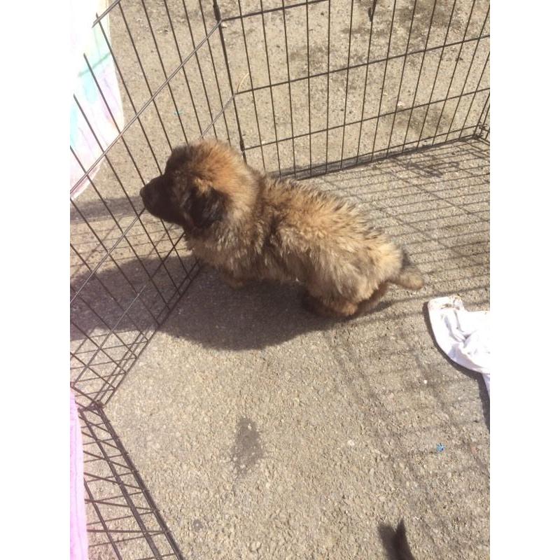German shepherd sable dog