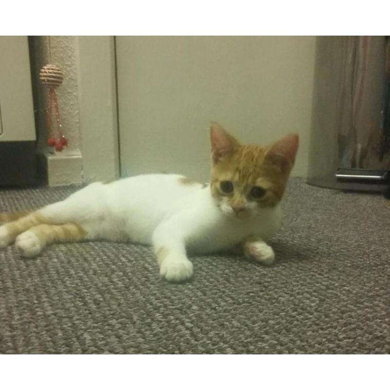 Female kitten