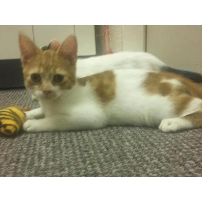 Female kitten