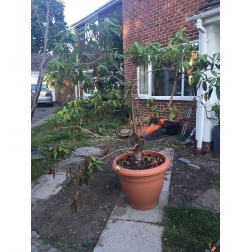 Free garden stuff