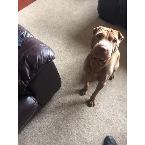 Shar pei