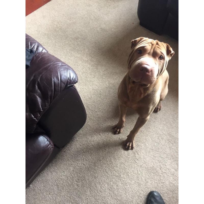 Shar pei