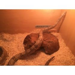 Snake - hog island boa -male