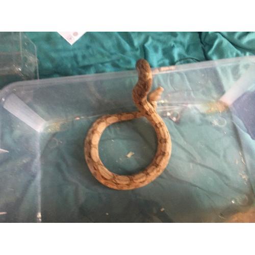 Snake - hog island boa -male