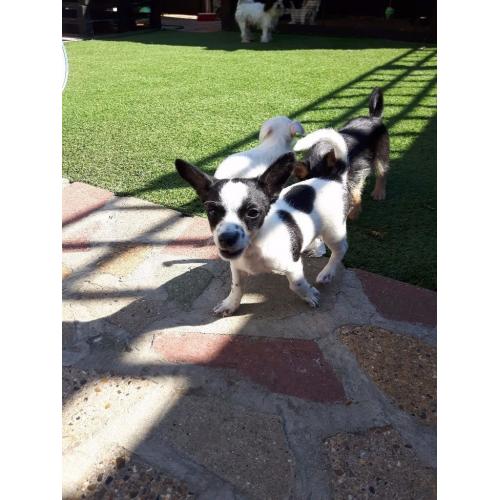 Jack x chihuahua