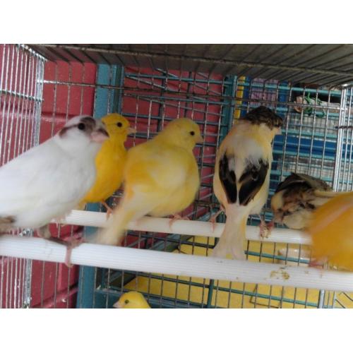 Canaries for sale