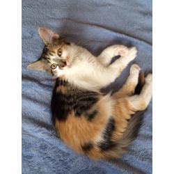 6 month old kitten