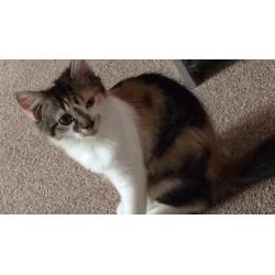 6 month old kitten