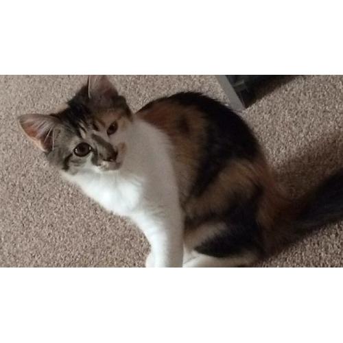 6 month old kitten