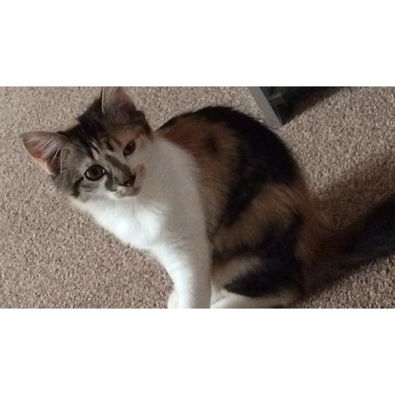 6 month old kitten