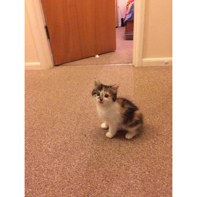 6 month old kitten