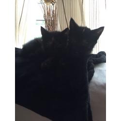 2 female kittens