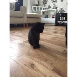 2 female kittens
