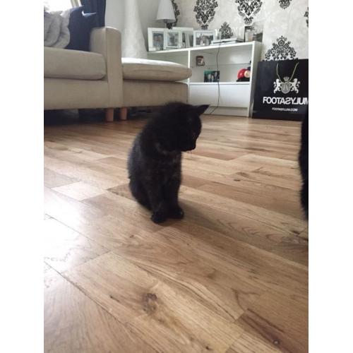 2 female kittens