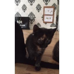 2 female kittens