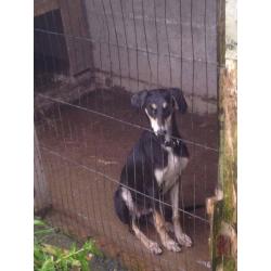 Saluki greyhound
