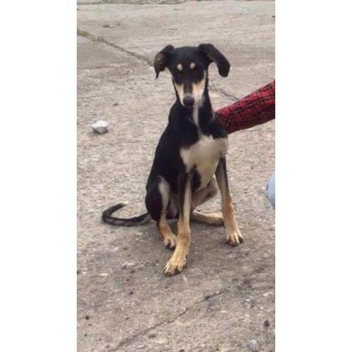 Saluki greyhound