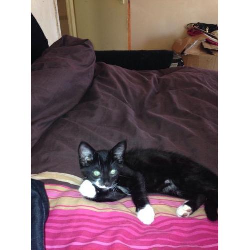 10wk old male kitten for sale