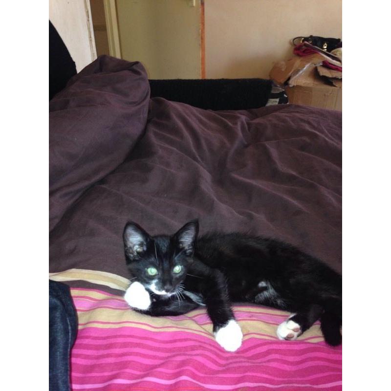 10wk old male kitten for sale