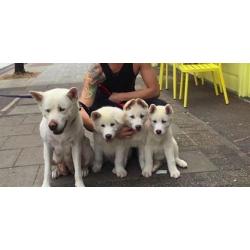 Stunning pure white Japanese akitas 1 boy 1 girl
