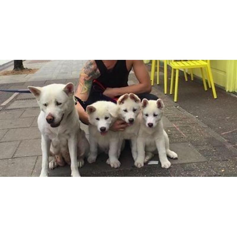 Stunning pure white Japanese akitas 1 boy 1 girl