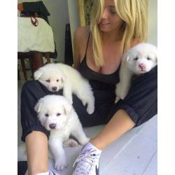 Stunning pure white Japanese akitas 1 boy 1 girl