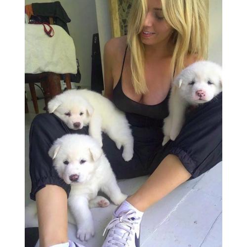 Stunning pure white Japanese akitas 1 boy 1 girl