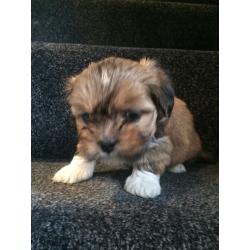 5 beautiful boys ready to find forever loving homes now . Microchipped and wormed to date