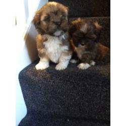 5 beautiful boys ready to find forever loving homes now . Microchipped and wormed to date