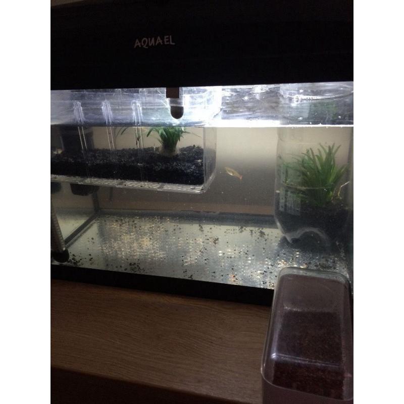 Fish tank with guppys