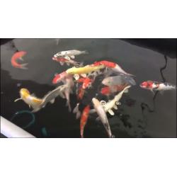 Fantastic 8-10 inch koi