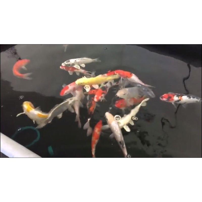 Fantastic 8-10 inch koi