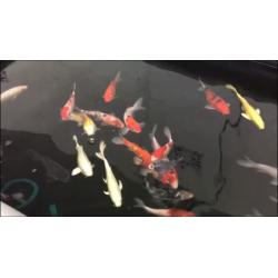 Fantastic 8-10 inch koi
