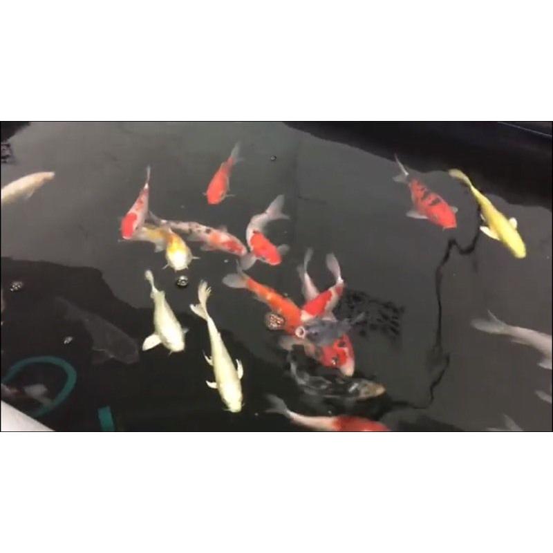 Fantastic 8-10 inch koi