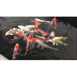 Fantastic 8-10 inch koi